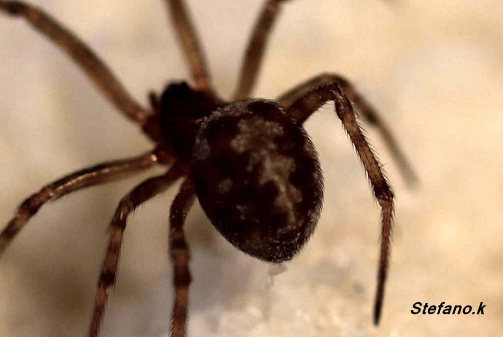 Steatoda triangulosa - Trieste